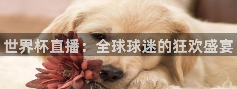 世界杯预选赛欧洲赛区积分榜：世界杯直播：全球球迷的狂欢盛宴