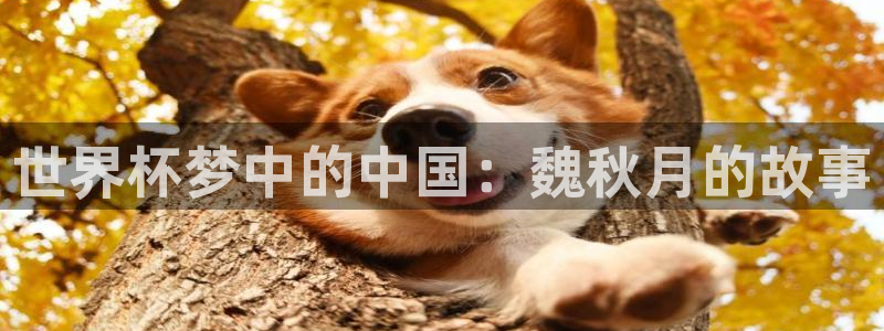 欧洲世预赛赛程表：世界杯梦中的中国：魏秋月的故事